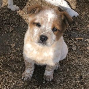 Meet your Posher, Keira